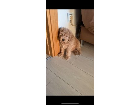 Aciliyeti var orjinal maltipoo yavruları