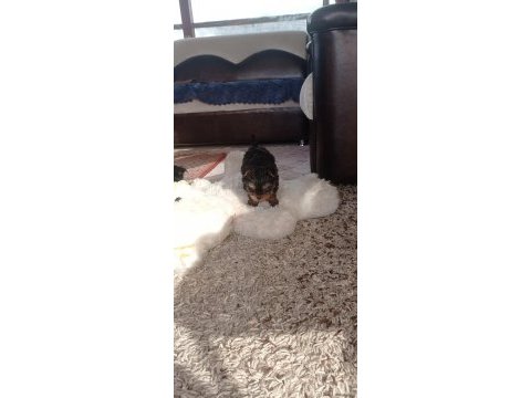 Yorkshire terrier yavrular a kalite