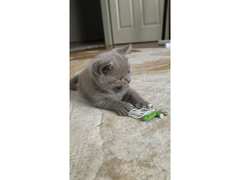 45 günlük british shorthair
