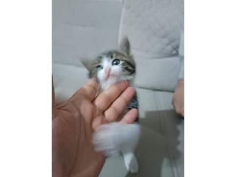 Sağlıklı ve hareketli yavru dişi kedim