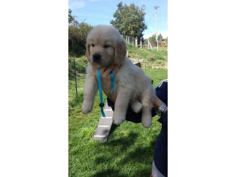 Golden retriever yavruları