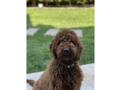 4 aylık erkek red brown (kızıl kahverengi) labradoodle
