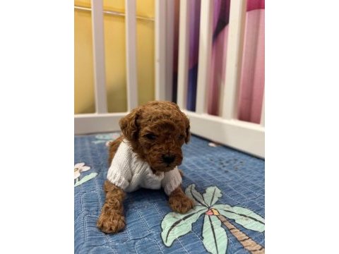 En sevimli toy poodle bebekler