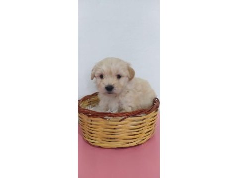 Maltipoo yavru köpeklerimiz