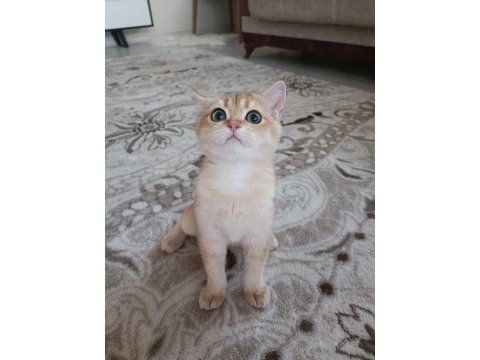 Golden cat british shorthair