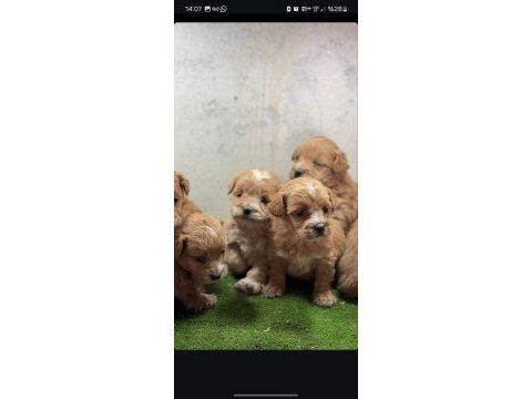 Mini mini maltipoo yavrularımız