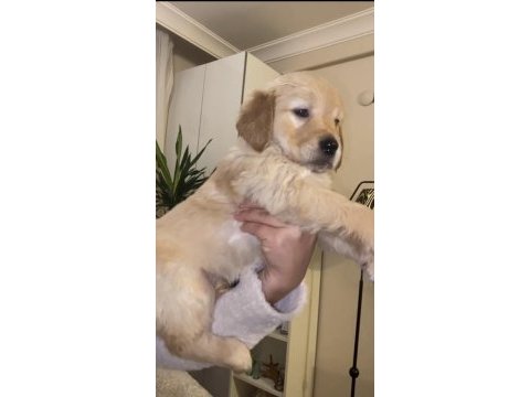 Dişi golden retriever yavrular