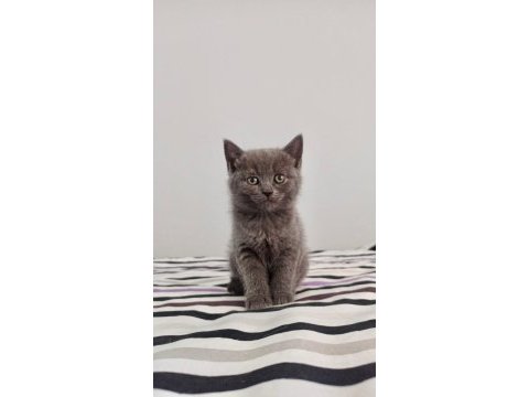 Scottish ve british shorthair yavrular yuvalarını bekliyor
