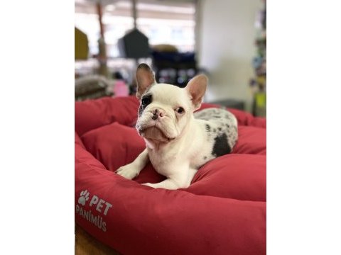 Mavi gözlü maskeli french bulldog erkek yavrumuz