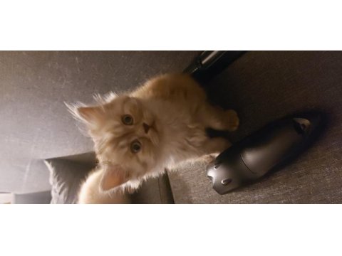 Ender renkte british longhair kızımız
