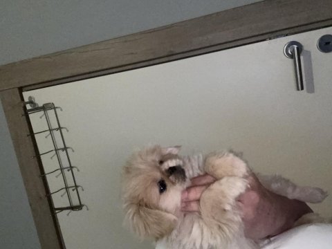 Minik pamuk pekinez köpekler