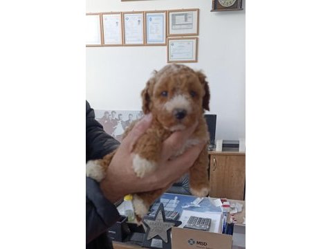 2.5 aylık toy poodle