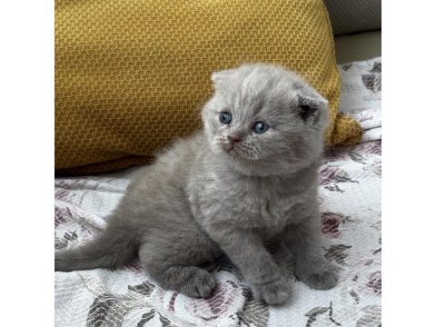 Kaliteli british shorthair bebekler