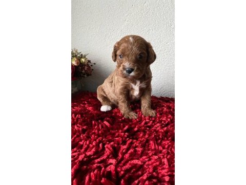 Sevimli maltipoo