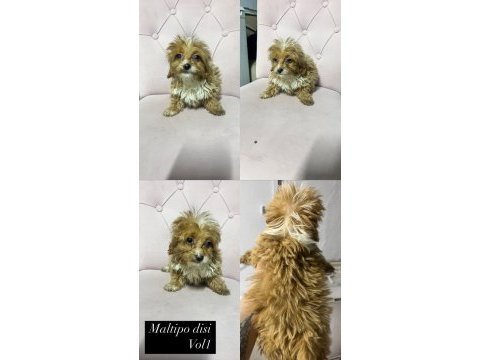 Maltipoo yavrular