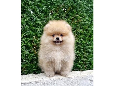Dişi ve erkek pomeranian boo