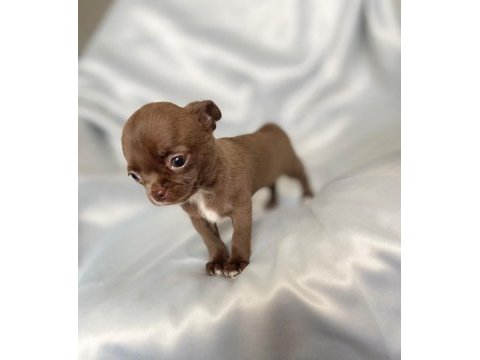 Çikolata chihuahua bebişler