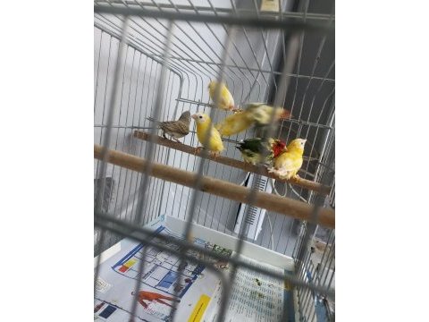 Cinnemon mavi yüz parrot lar