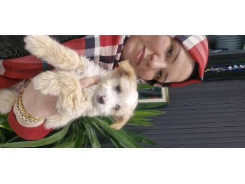 Maltese terier köpeğimiz