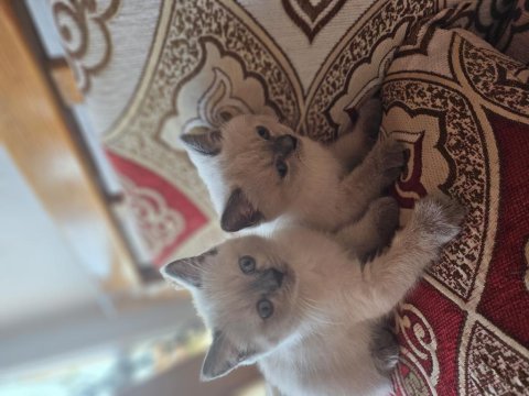 Güzel sevimli ev kedisi cins eğitimi tam