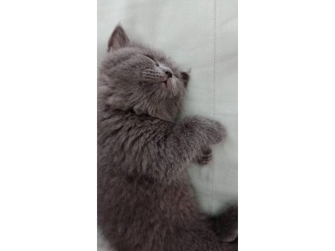 Safkan british longhair