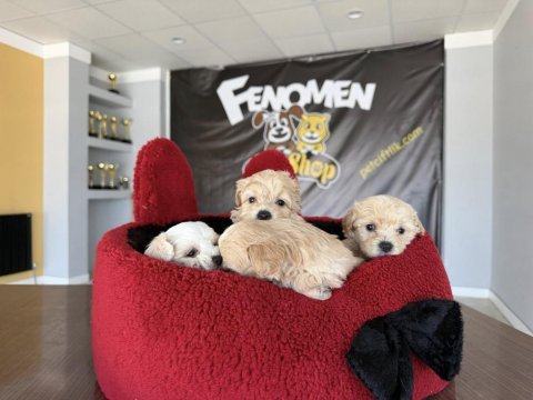 Wc egitimli maltipoo yavrularımız dişi erkek ankara 