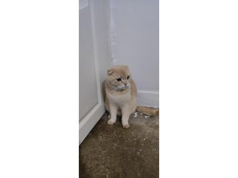 Paşa evladımız 1.5 yaşında scottish fold