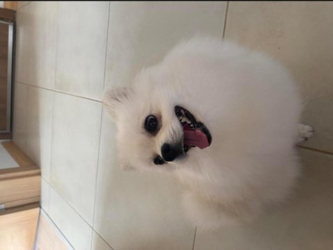 Pomeranian boo ayıcık surat 8 aylık erkek