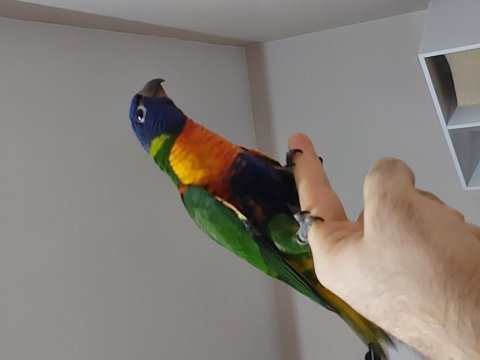 El besleme lori papağanı full evcil