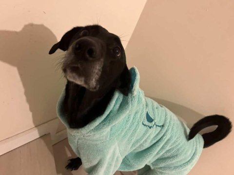 American labrador şila