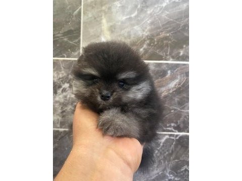 Teacup pomeranian