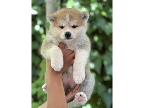 Safkan japon akita