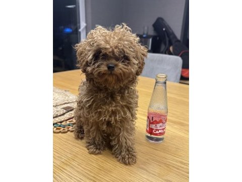 Teacup tuvalet eğitimli yavru poodle