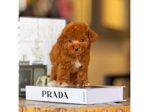 Birbirinden güzel toy poodle bebeklerimiz