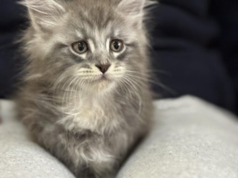 Ankaranın en seçkin sçr li maine coon yavruları