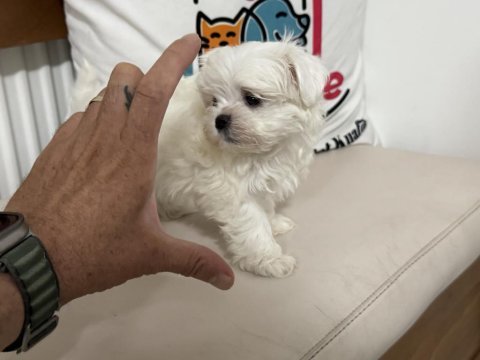 Petmode köpek çiftliğinden tea cup kore kan maltese