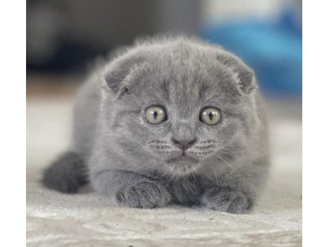 Scottish fold dişi 1.5 aylık yavru