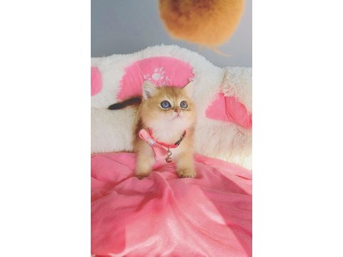 Scr’li anne babadan golden brıtısh shorthair bebeğim 