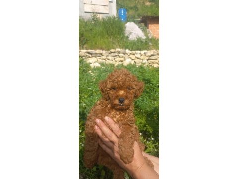 A sınıf cazip fiyata toy poodle