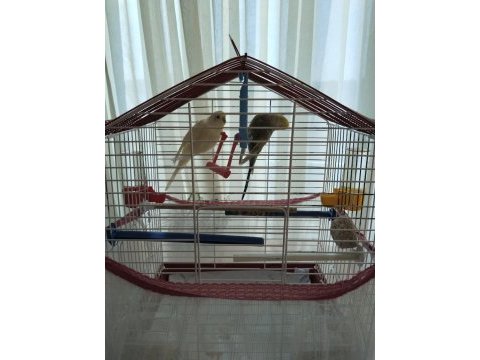 Muhabbet kuşu 1 yaşında