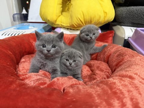 Sevimli scottish fold bebekler