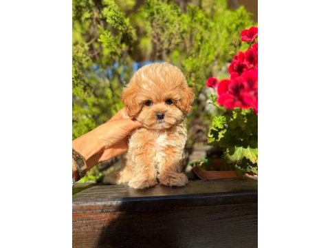 Orjinal güler yüzlü maltipoo yavrum