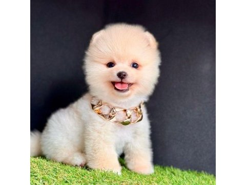 Sevimli pomeranian boo yavrularımız