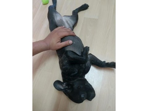 Bu kalitede piyasada french bulldog yok