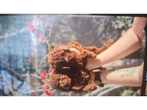 Kore toy poodle bebekler