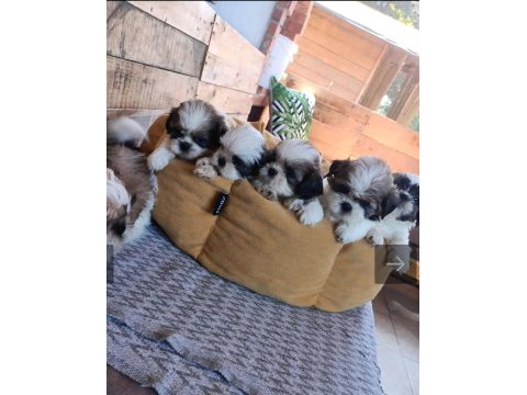 Sağlıklı shih tzu yavrular