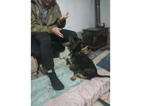 Alanını koruyan akıllı sahibine çok düşkün doberman köpeği