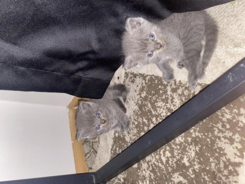 Scottish fold longhair