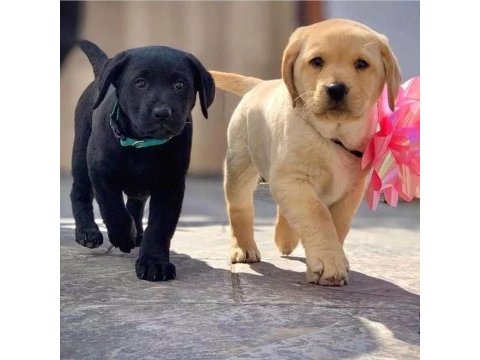 Çikolata ve beyaz renk labrador yavruları 