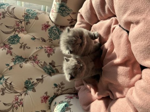 British shorthair yavrularımız yeni yuvasını arıyor
